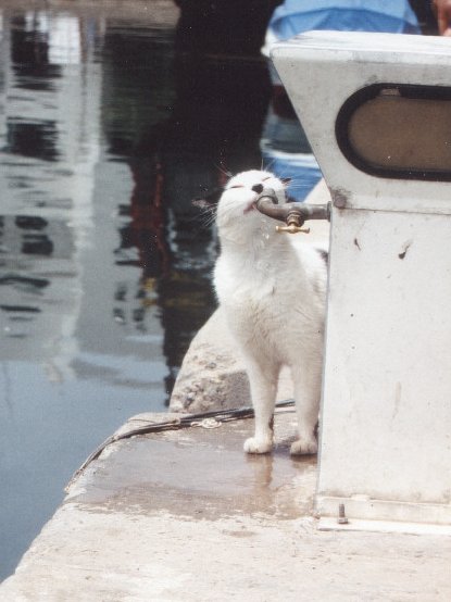 katzentr&auml;nke, katzentraenke