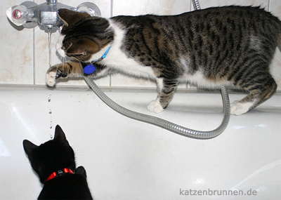 katzentr&auml;nke, katzentraenke